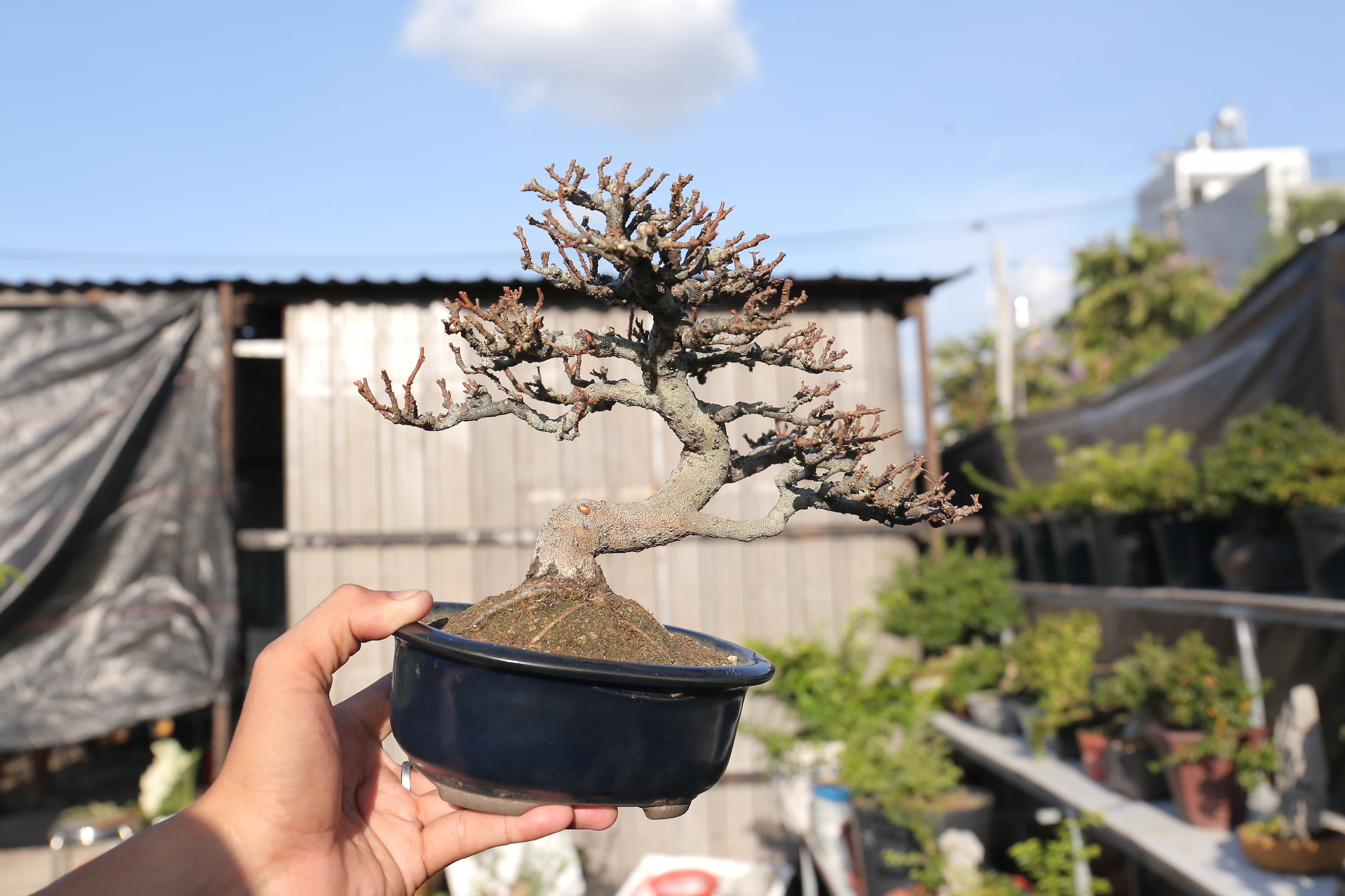 Kiem chuc trieu dong nho kinh doanh bonsai anh 5