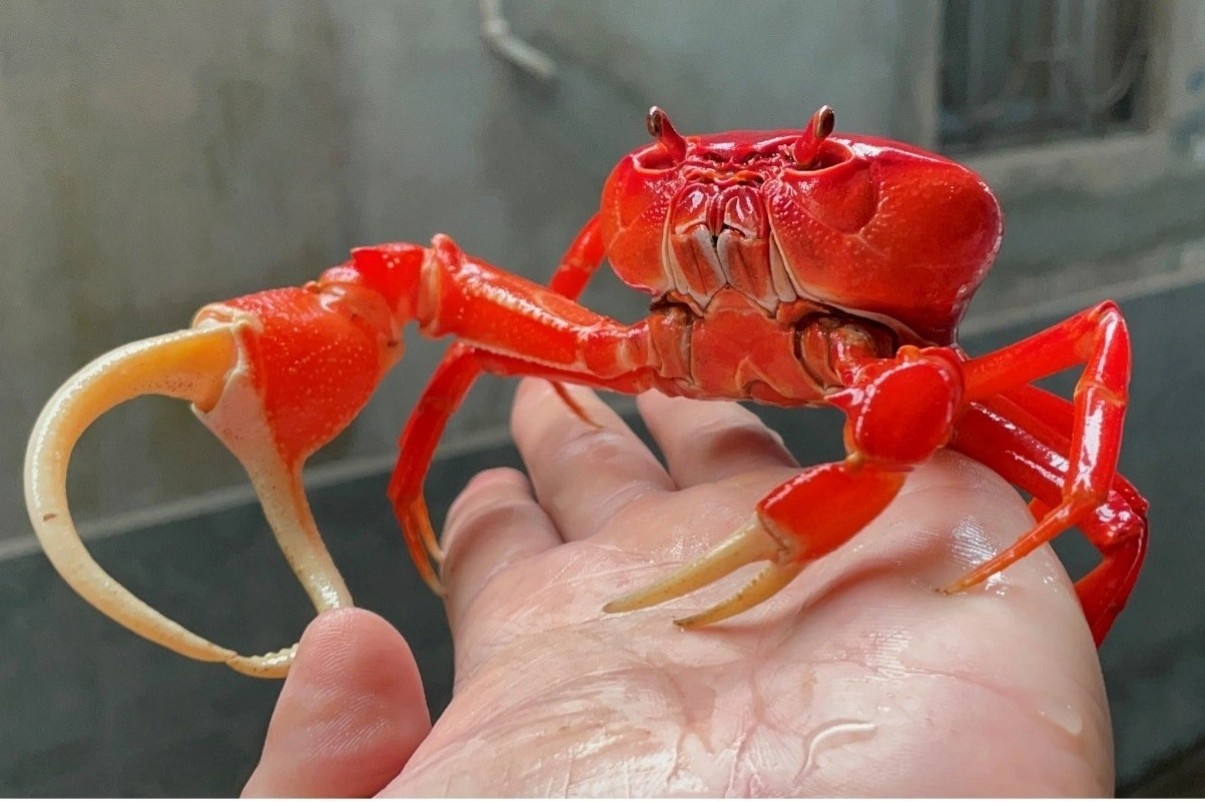 Trao luu nuoi cua kieng dat tien thay thu cung hinh anh