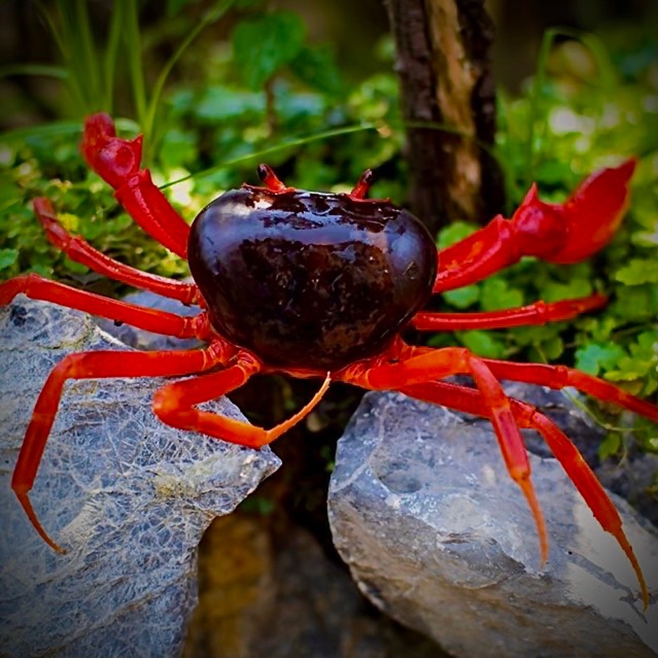 Thú chơi cua kiểng ảnh 7 Thu choi cua kieng anh 7