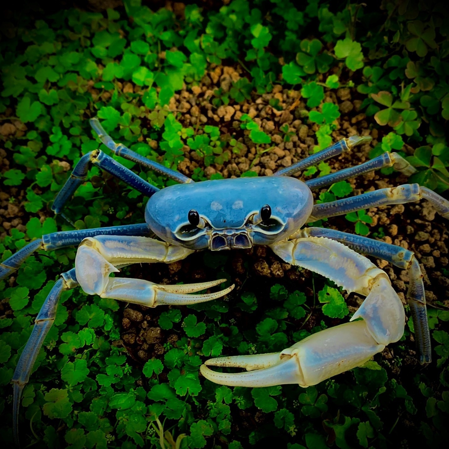 Thú chơi cua kiểng ảnh 8 Thu choi cua kieng anh 8