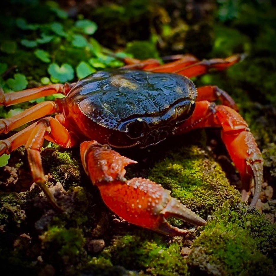 Thú chơi cua kiểng ảnh 2 Thu choi cua kieng anh 2