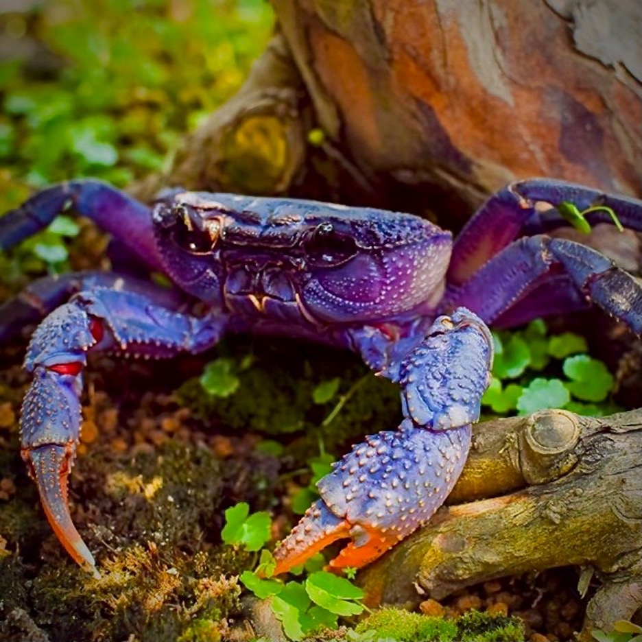 Thú chơi cua kiểng ảnh 1 Thu choi cua kieng anh 1