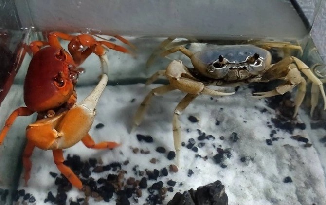 Thu choi cua kieng anh 3