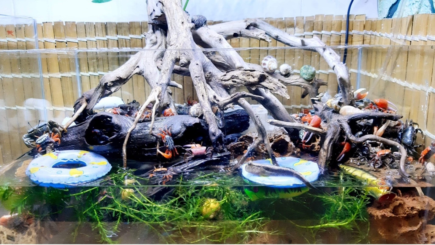 Thú chơi cua kiểng ảnh 6 Thu choi cua kieng anh 6