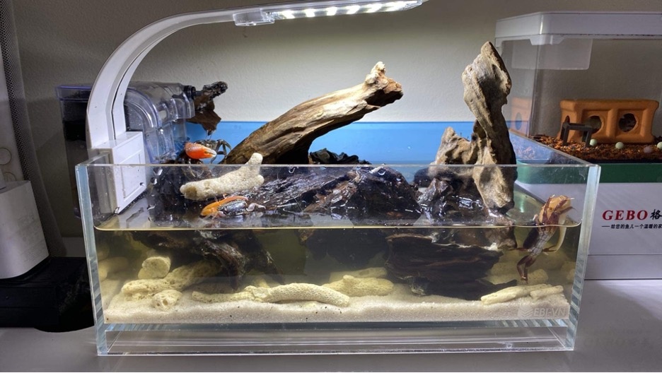 Thú chơi cua kiểng ảnh 5 Thu choi cua kieng anh 5