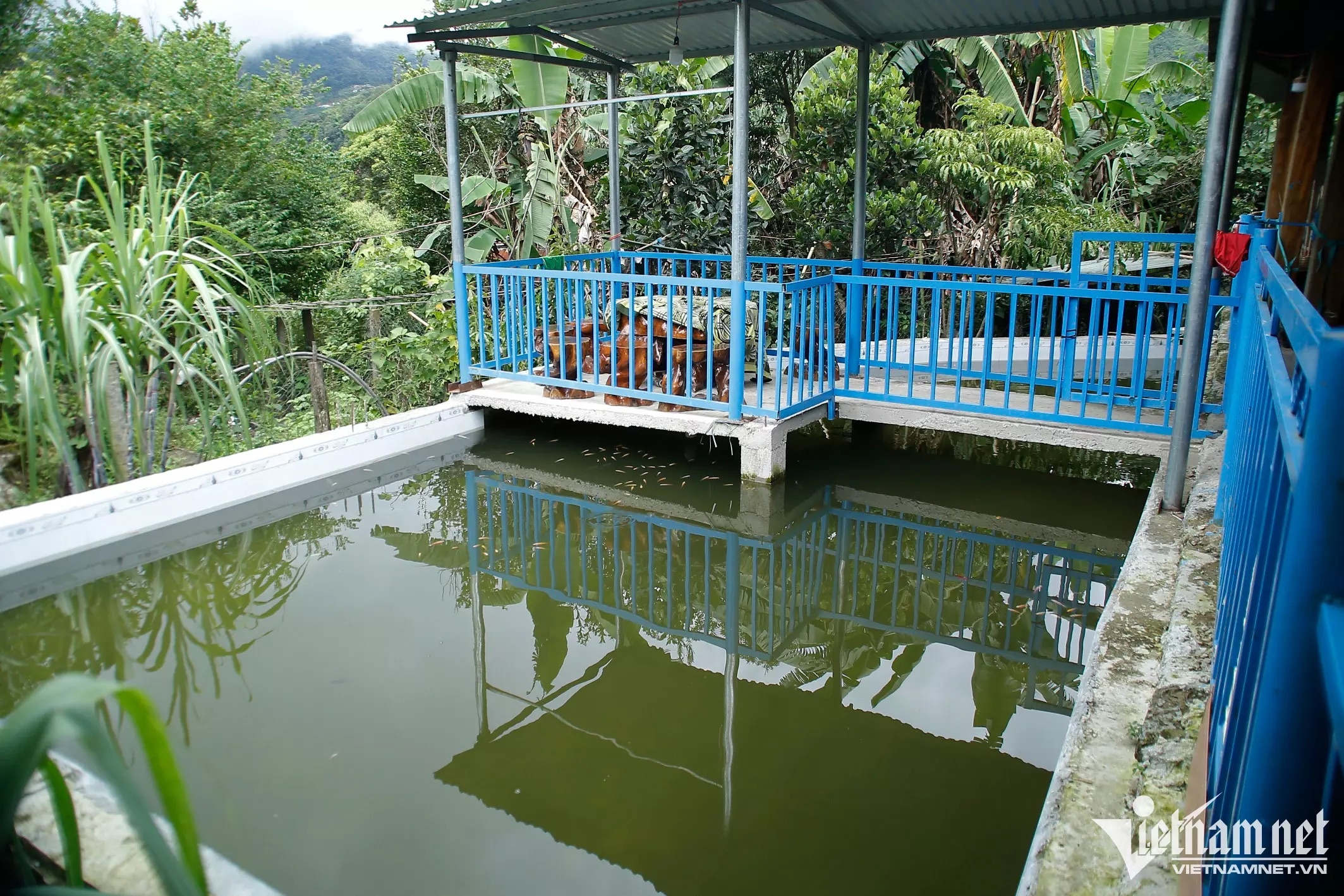 Làng trồng sâm ngọc linh ảnh 4 Lang trong sam ngoc linh anh 4