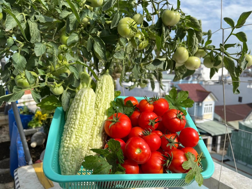 Vuon rau san thuong anh 2