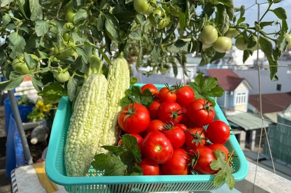 Ca nam khong can mua rau nho manh vuon xanh muot o san thuong hinh anh