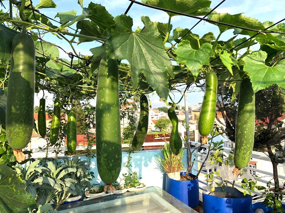 Vuon rau san thuong anh 1