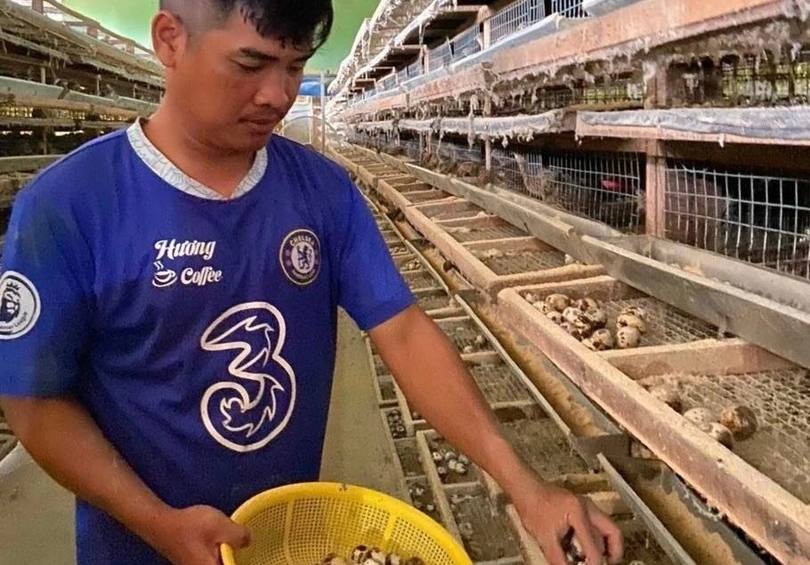 Nuoi hang nghin con chim cut, chang trai thu gan nua ty moi nam hinh anh