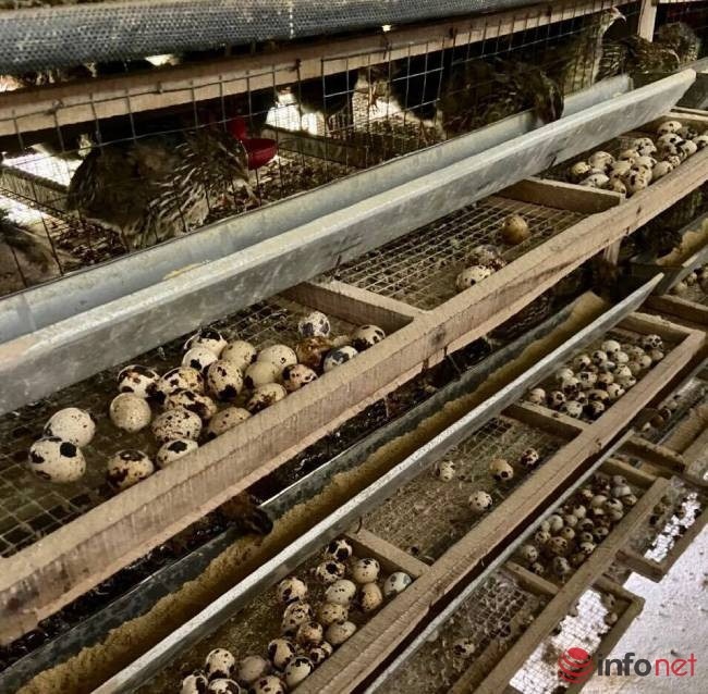 nuoi chim thu tien ty anh 1