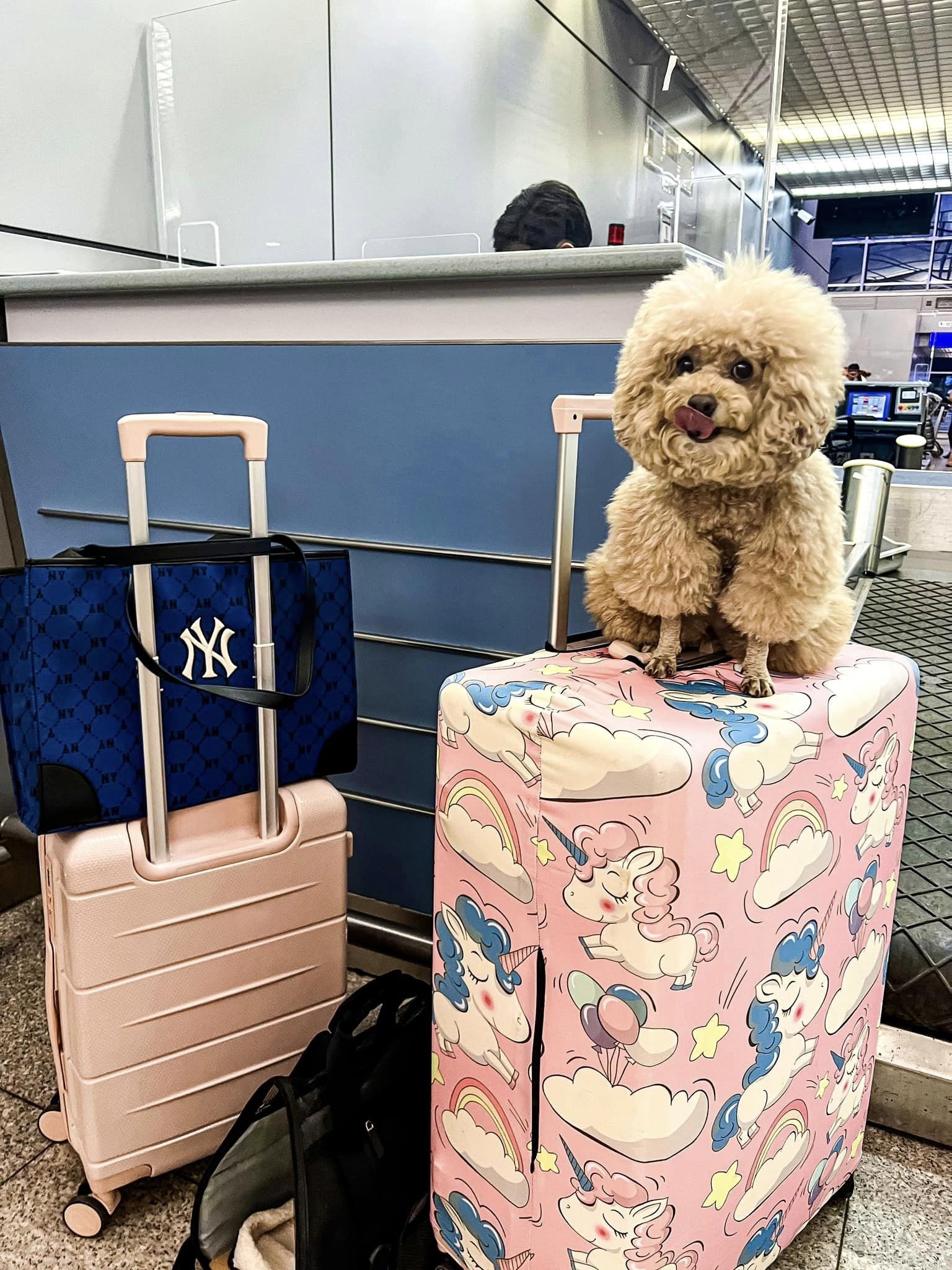 Cho di may bay anh 2