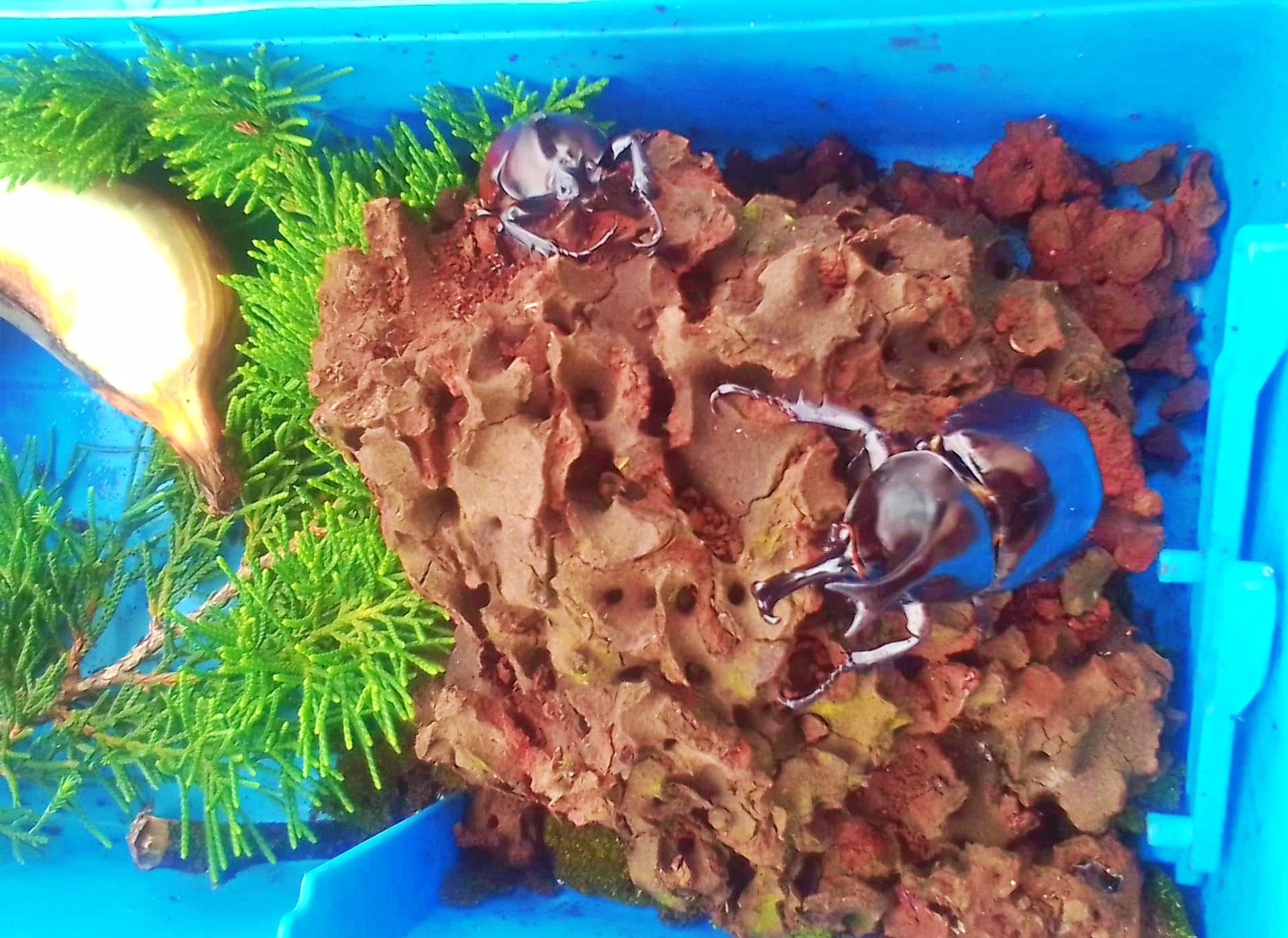nuôi bọ cánh cứng ảnh 1 nuoi bo canh cung anh 1