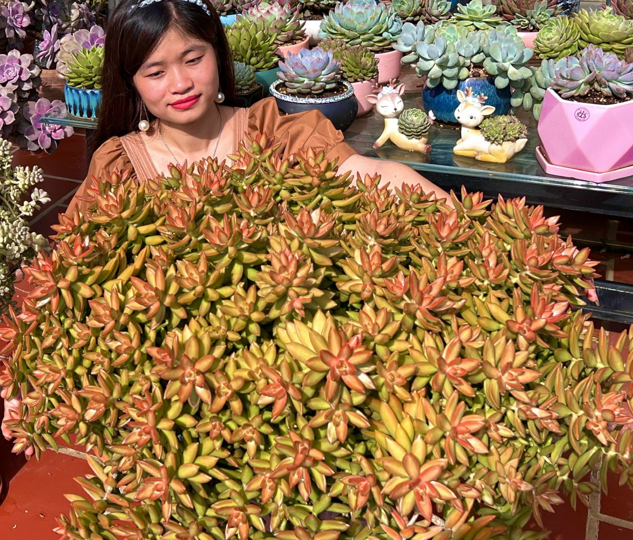 Cách trồng sen đá ảnh 5 Cach trong sen da anh 5