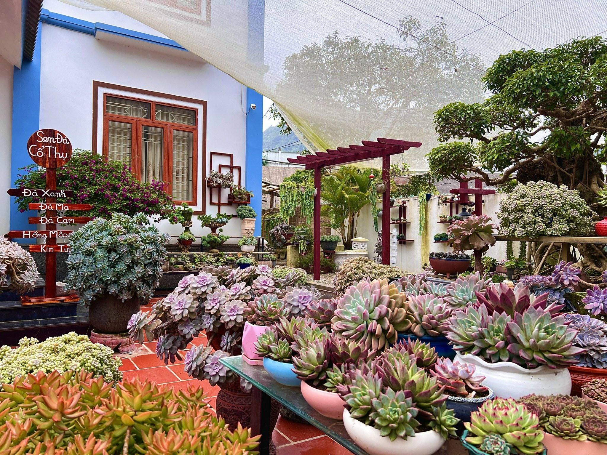 Cách trồng sen đá ảnh 3 Cach trong sen da anh 3