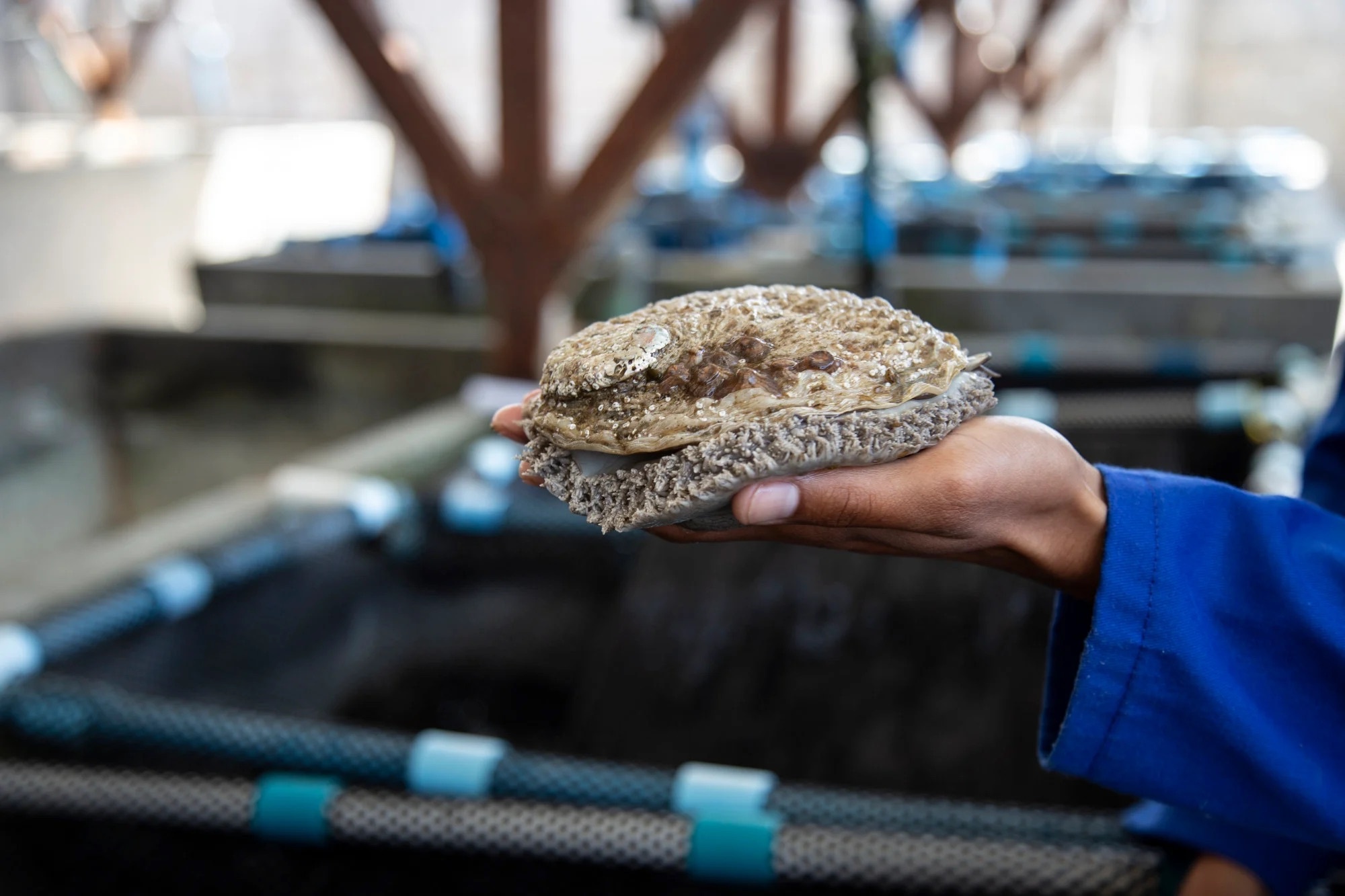 bao ngu nam phi anh 1