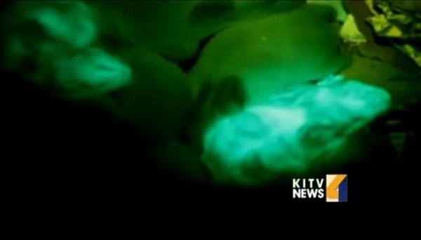 Tho tu phat sang trong bong toi hinh anh