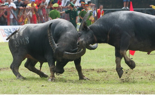Nhung pha tung don dep mat cua 'trau chien' Do Son hinh anh