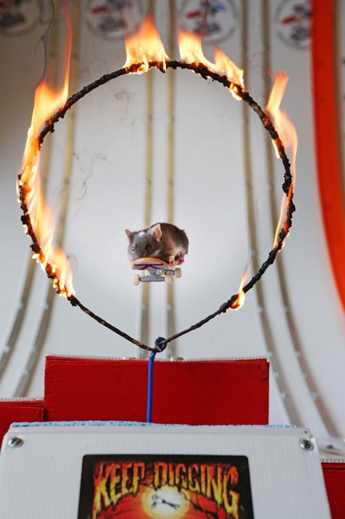 Xem chuot truot van dieu nghe hinh anh