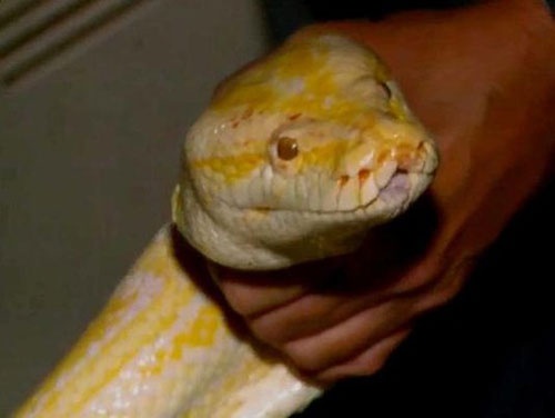 Phat hien tran khong lo dang xoi tai con meo hinh anh