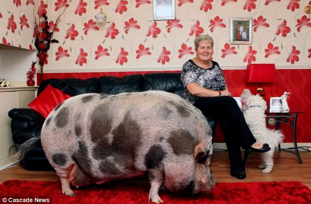 Choang voi lon thu cung khong lo hinh anh