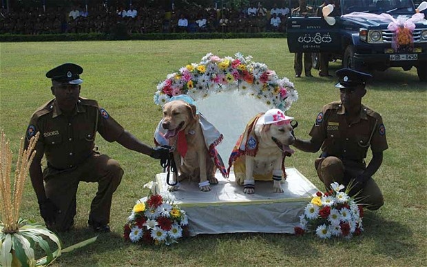 Canh sat to chuc dam cuoi cho, bo truong noi gian hinh anh
