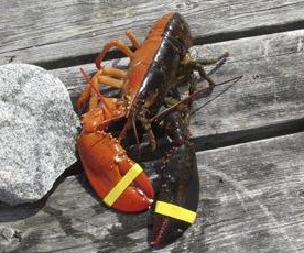 Ngu dan My bat duoc tom hum hai mau cuc hiem hinh anh