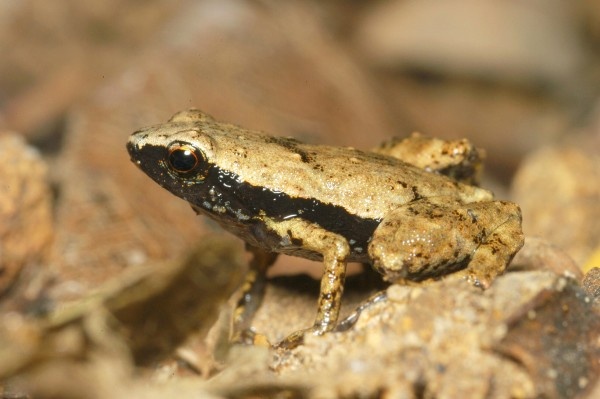 Lan dau tien phat hien ech nghe bang mom hinh anh