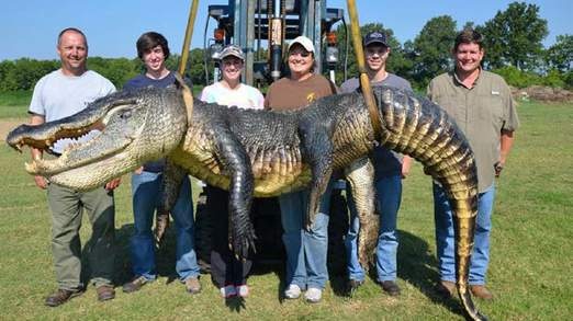 Le hoi san ca sau khong lo hinh anh