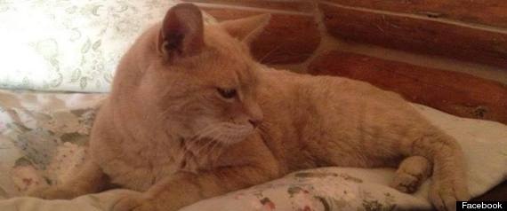 Thi truong meo bi cho 'am sat' hinh anh