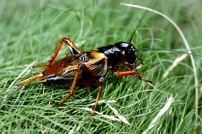 Nguoi dan ong song cung 1.000 con de hinh anh