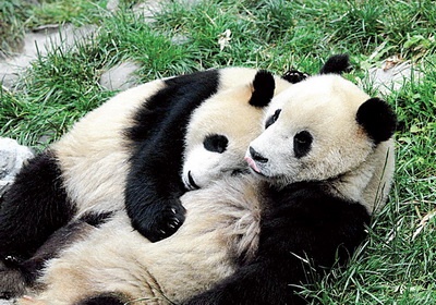 Chinh truong Bi noi song vi gau truc hinh anh