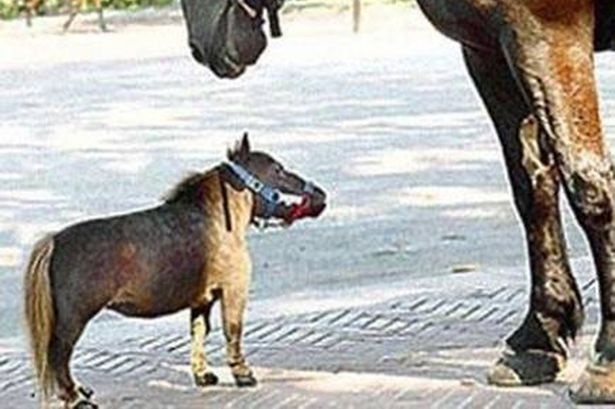 Chu ngua nho nhat the gioi bi bat coc hinh anh