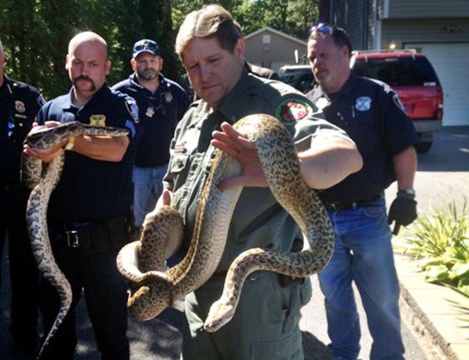 Nguoi dan ong song cung vai tram con ran hinh anh