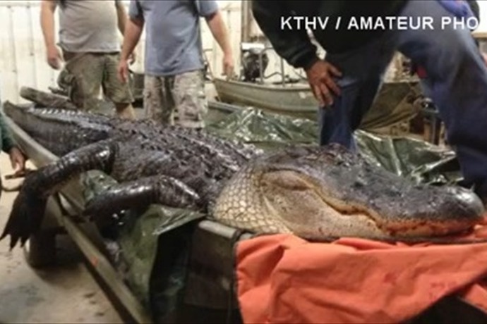 Bat duoc ca sau nang gan 500 kg hinh anh