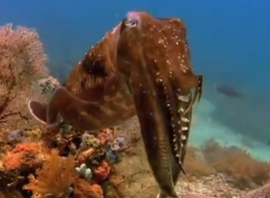 Thuat thoi mien sieu dang cua muc nang hinh anh