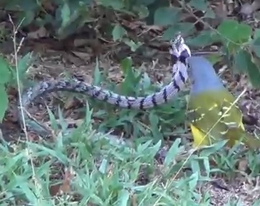 Chim bach thanh bat nat ran hinh anh