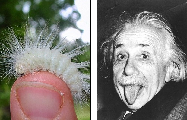 Loai sau co bo long giong mai toc Einstein hinh anh