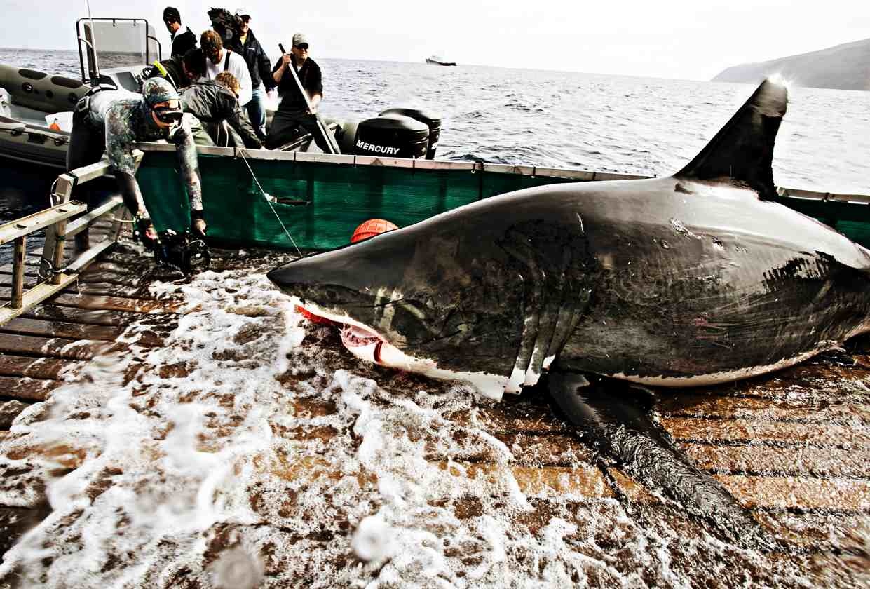'Sieu anh hung' 500 lan doi dau sat thu dai duong hinh anh