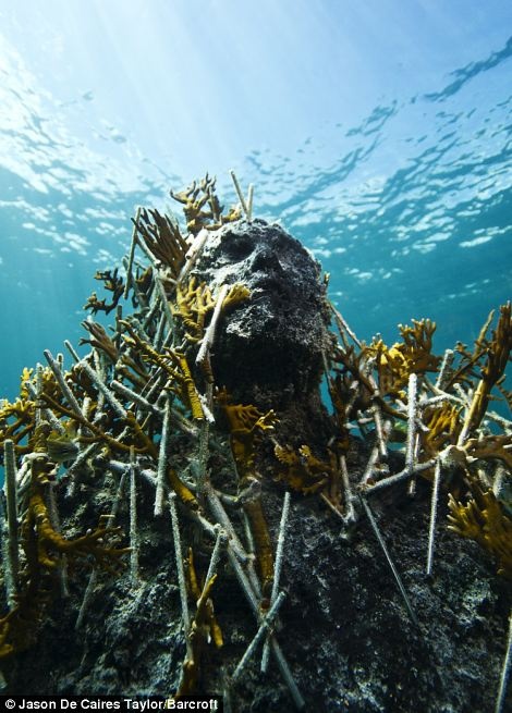 The gioi tuong nguoi bi an duoi nuoc hinh anh