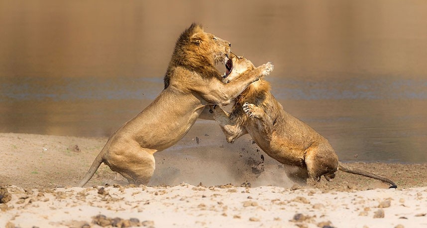 Su tu kich chien ben xac trau rung hinh anh