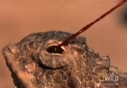 Than lan phun mau tu mat de chong ke thu hinh anh