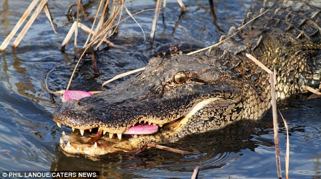 'Bua an' sac so cua sat thu dam lay hinh anh