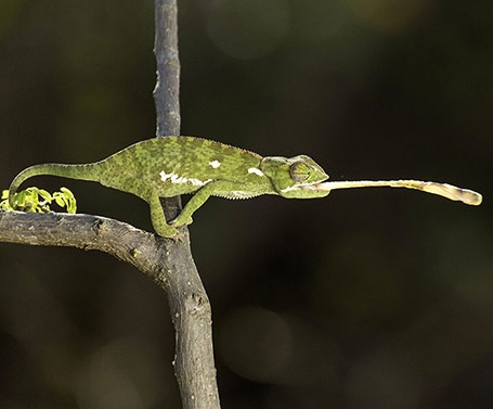 Doc chieu phong luoi de bat moi cua tac ke hinh anh