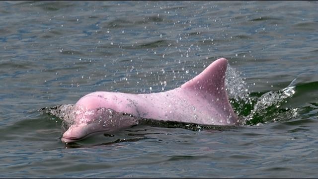 Phat hien loai ca heo lung gu moi hinh anh