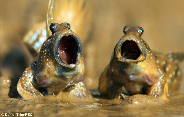 Ca thoi loi 'hat ca kich' tren bo song hinh anh