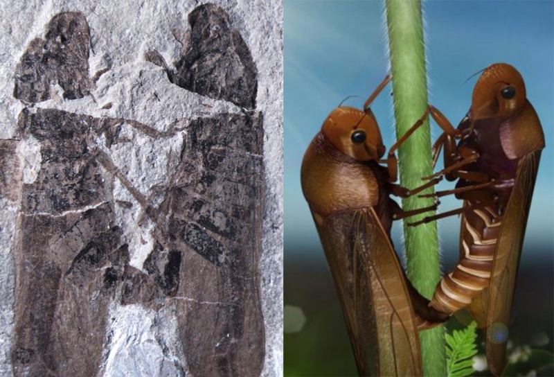 Phat hien cuoc an ai 165 trieu nam hinh anh