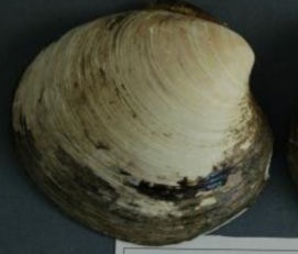 Phat hien con trai bien song hon 500 nam hinh anh