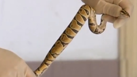 Hon 100 con tran hiem trong vali o san bay Thuong Hai hinh anh