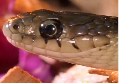 Cuoc chien bat ngo giua chuot chu va ran doc hinh anh